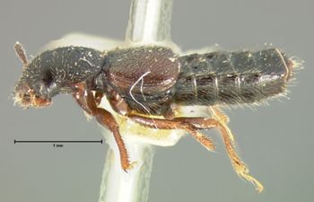 Media type: image;   Entomology 6541 Aspect: habitus lateral view